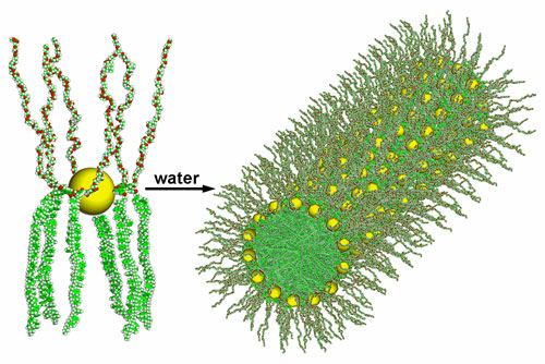 The principle of the bio-inspired selfassembly